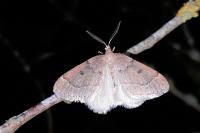 Theria rupicapraria