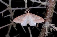 Phigaliohybernia marginaria