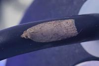 Acleris