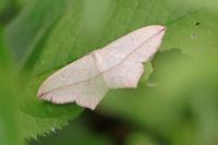 Timandra comae