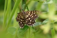 Chiasmia clathrata