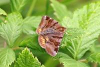 Euclidia glyphica
