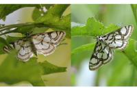 Nymphula nitidulata