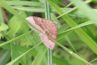 Scotopteryx chenopodiata