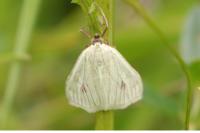 Sitochroa palealis