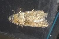 Tortricodes alternella