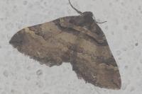 Earophila badiata