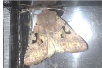 Orthosia gothica