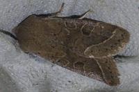Orthosia cerasi