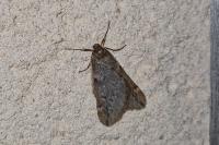 Alsophila aescularia