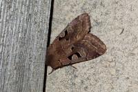 Orthosia gothica