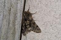 Apocheima hispidaria