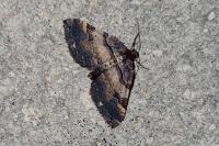Earophila badiata
