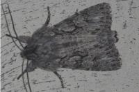 Xylocampa areola