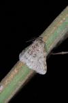 Phigalia pilosaria