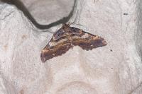 Earophila badiata