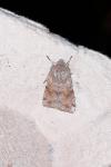 Orthosia incerta