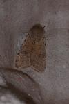 Orthosia cruda