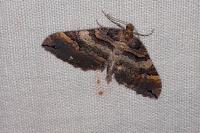 Earophila badiata