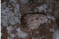 Ectropis crepuscularia