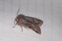 Orthosia incerta