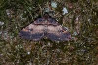 Earophila badiata