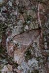Alsophila aescularia