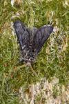 Apocheima hispidaria