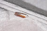Acleris cristana