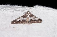 Agriopis leucophaearia