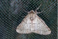 Phigalia pilosaria