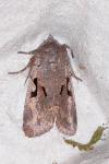 Orthosia gothica