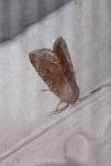 Orthosia incerta