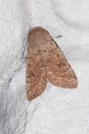 Orthosia cruda