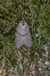 Tortricodes alternella