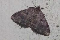 Triphosa dubitata