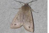 Anorthoa munda