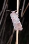 Orthosia incerta