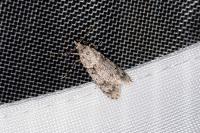 Diurnea fagella