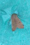 Orthosia cruda