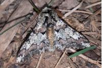 Biston strataria