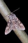 Brachionycha nubeculosa
