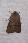 Orthosia cerasi