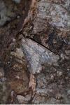 Alsophila aescularia