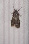 Diurnea fagella