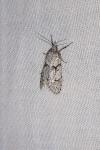 Diurnea fagella