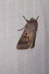 Orthosia gothica