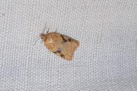 Acleris notana/ferrugana