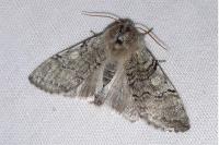 Achlya flavicornis