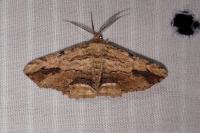 Menophra abruptaria